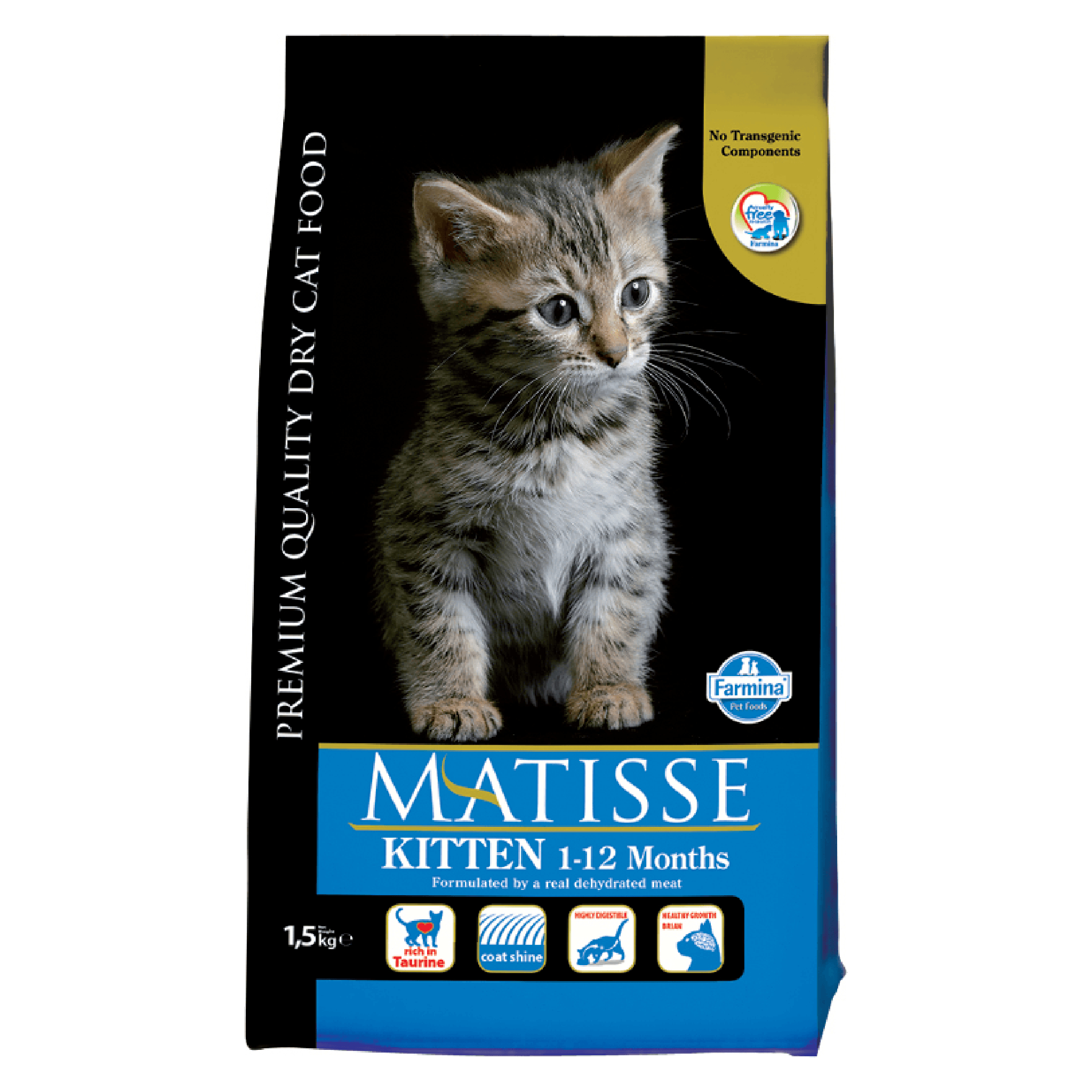 Matisse Kitten